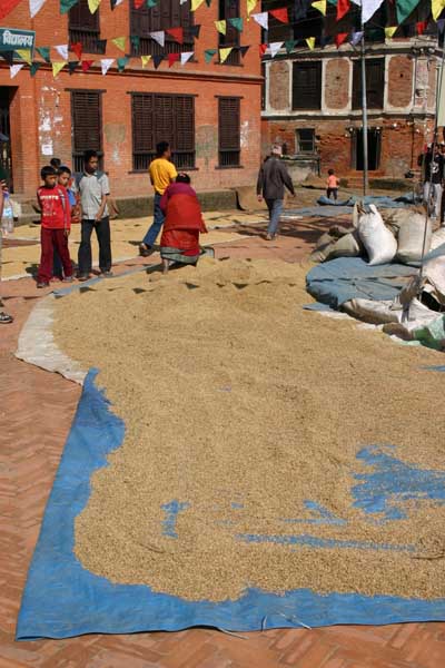 dryingrice