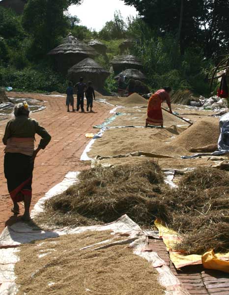dryingrice2