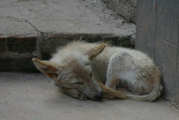 baktapurdog