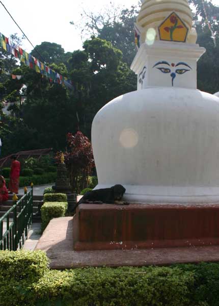 dog_at_monkeytemple
