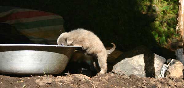 drinkingpup