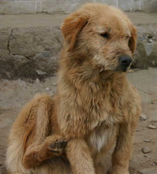 lukla1