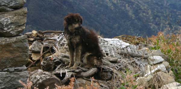 phortsedog2