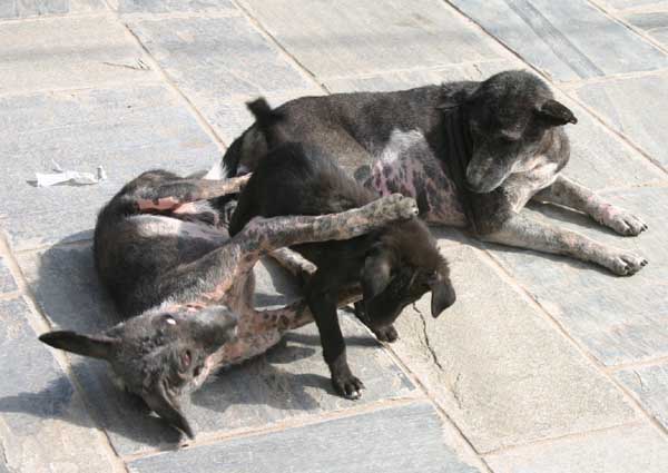 puppies1