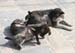 puppies1