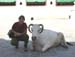Ldianeandcow