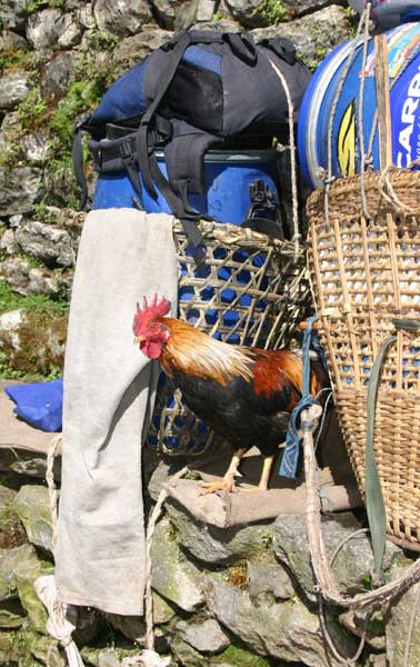 k2l21_chicken