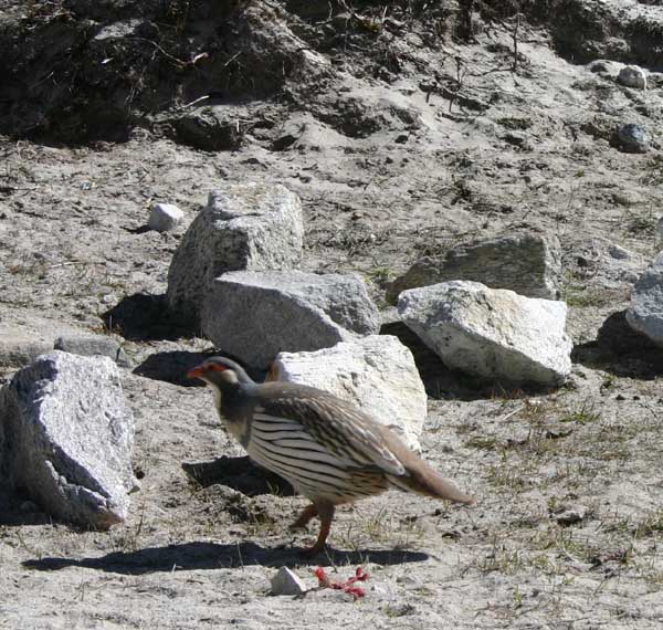 pheasant