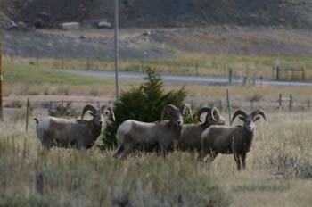 bighorn1