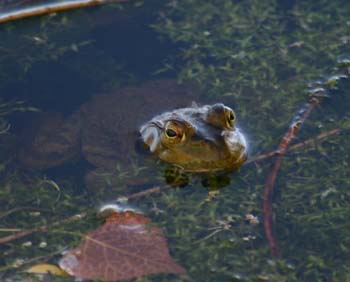 cwfrog3
