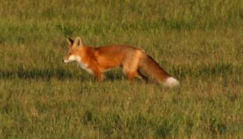 fox4