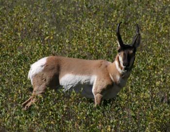 pronghorn