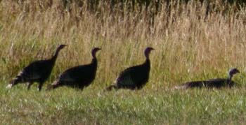 wildturkeys