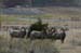 bighorn1