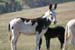 burros
