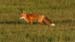 fox4