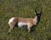pronghorn