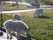 rushmore_goats