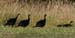 wildturkeys