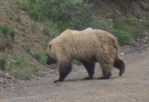 bear2