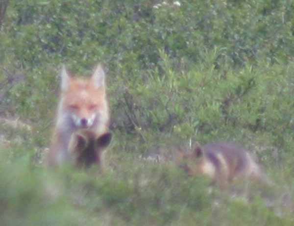 fox1