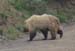 bear2