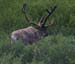 caribou