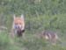 fox1