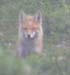 fox2