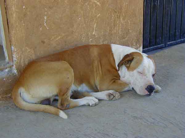P1010010