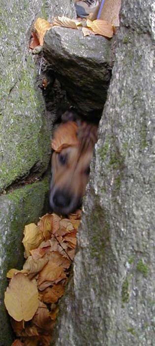 gusinhole