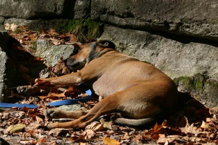 sleepingdog
