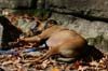 sleepingdog