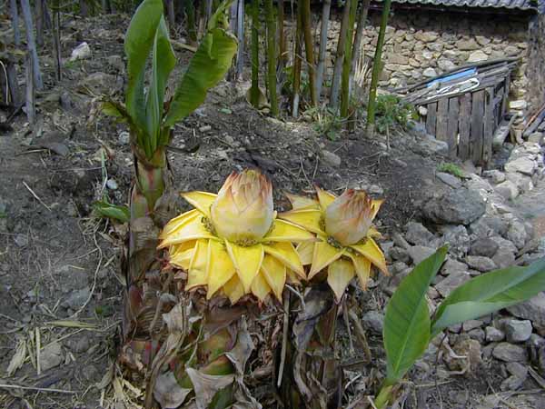P5040054