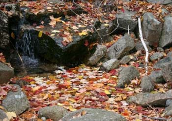 pool-leaves