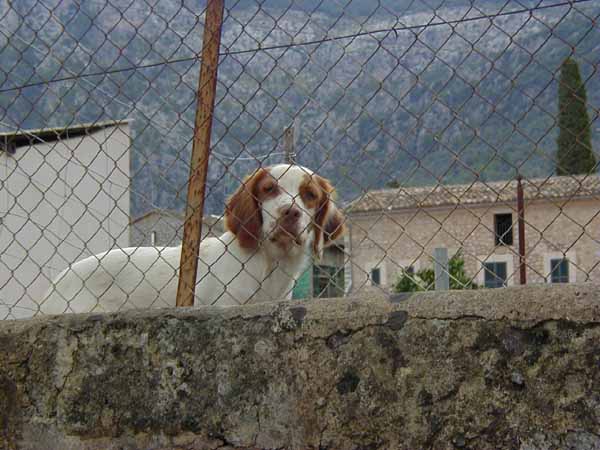 dog1