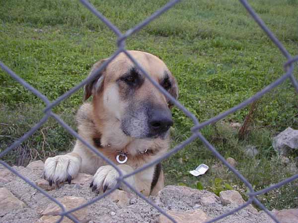 dog4