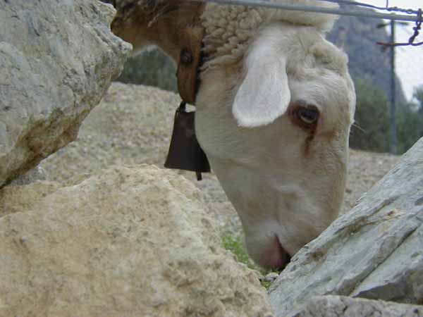 goat3