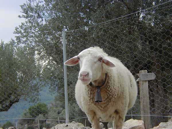goat4