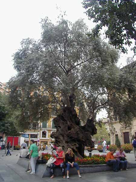 palma8