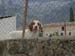 dog1