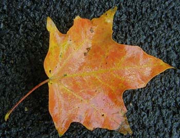 nleaf