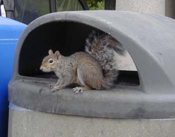 squirrel