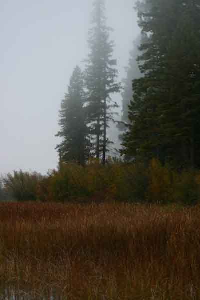 foggymorning