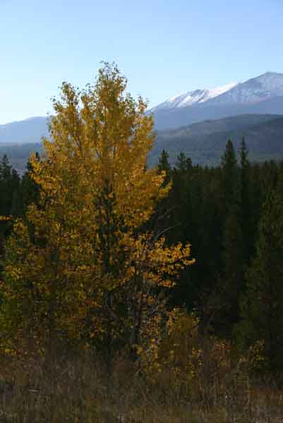 montanafall