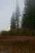 foggymorning