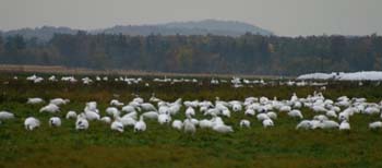 snowgeese