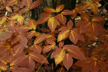vtleaves2